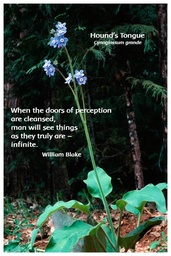 [FPHTO] Flower Photo Print - Hound's Tongue