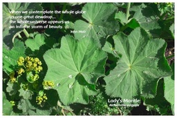 [FPLMA] Flower Photo Print - Lady's Mantle