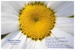 [FPSDA] Flower Photo Print - Shasta Daisy